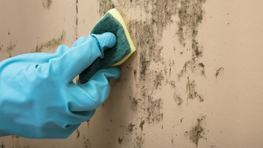 een hand in blauwe huishoudhandschoen poetst met een schuurspons de schimmel van een beige muur
